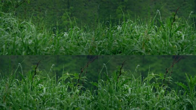 雨后的山区草地