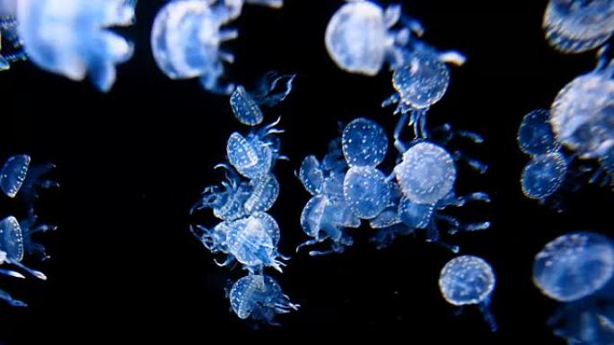 水母海洋生物蓝色水母海底生物
