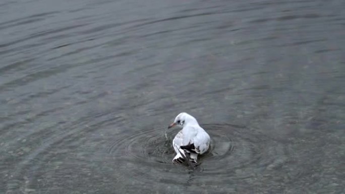 水上的海鸥水花波浪波纹