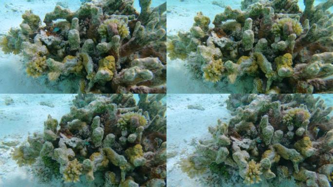 水下: 新珊瑚生长在被气候变化破坏的死珊瑚礁上