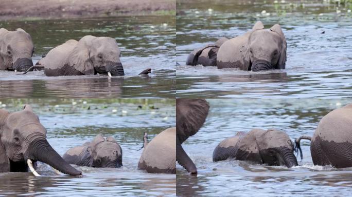 一只母象和非常可爱的小牛犊过河的特写侧视图，津巴布韦