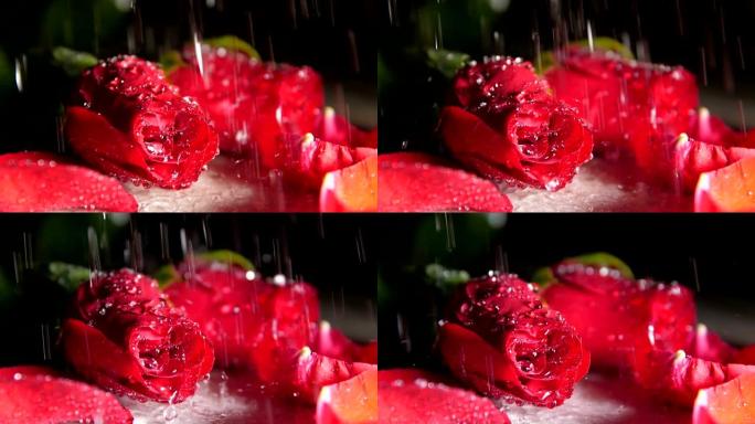 红玫瑰上的水滴红玫瑰上的水滴