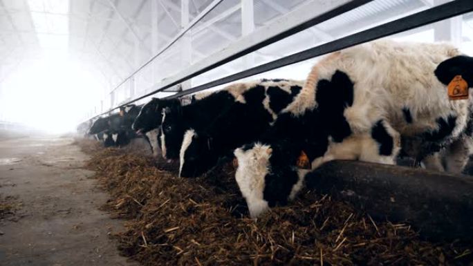 一群母牛在农场的大棚里觅食。