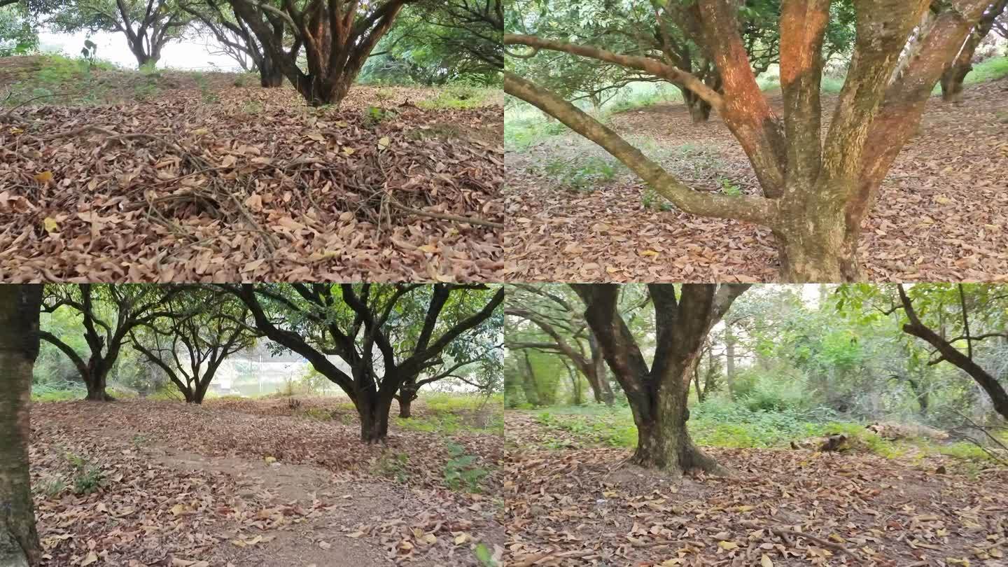 龙眼树荔枝树龙眼树种植树干树林树下落叶