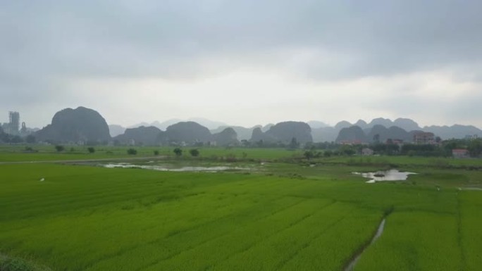 无人机: 飞越一个田园诗般的越南村庄附近的大稻田。