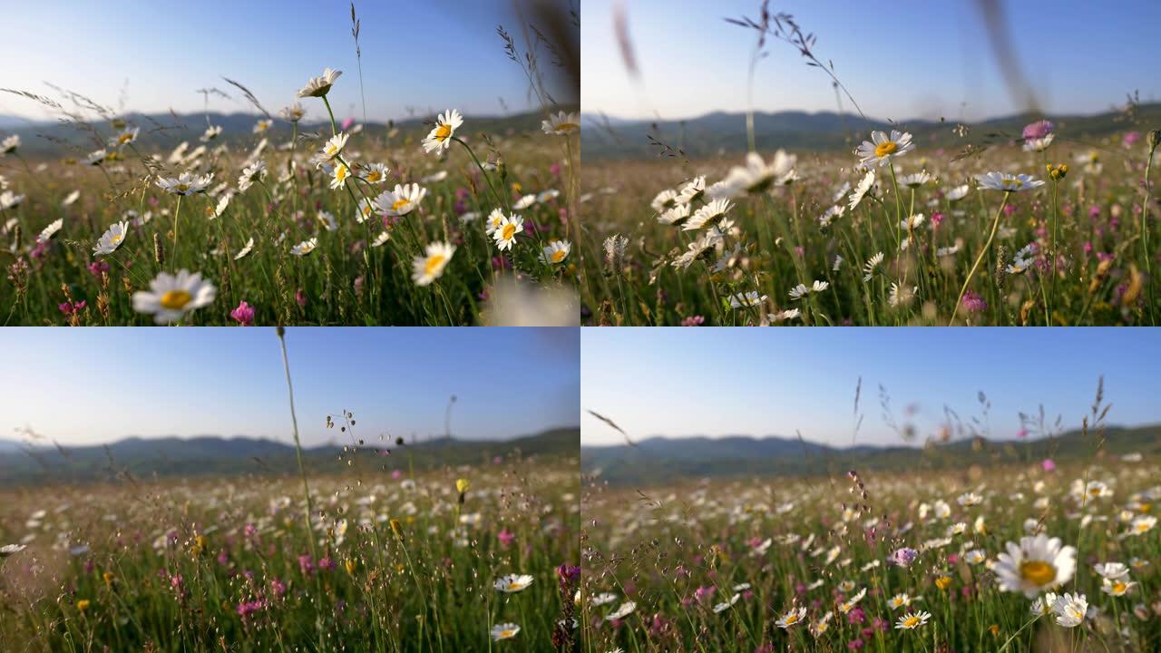白色雏菊花田野草地。摄像机在日落灯光下穿过高山开花的草地。