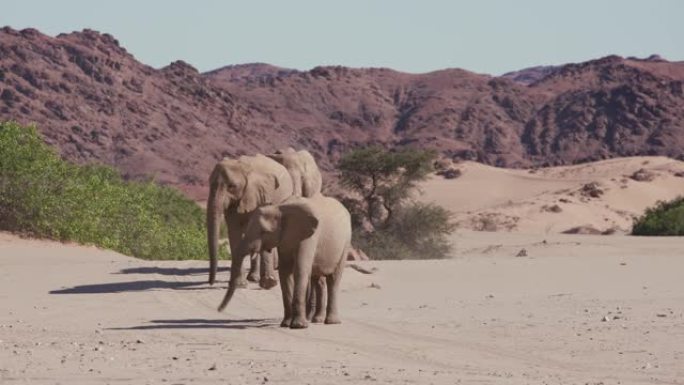 在纳米比亚纳米布沙漠的Hoanib山谷的软沙中，四只沙漠大象直接走向相机的4k特写视图