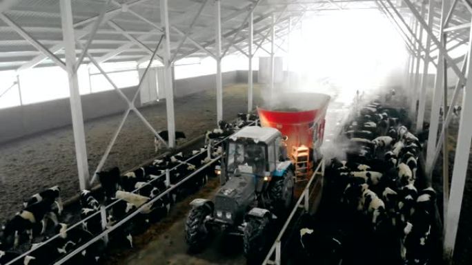拖拉机上的人在棚子里喂牛，俯视图。
