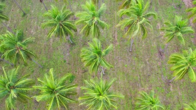 泰国椰子种植园的俯视图