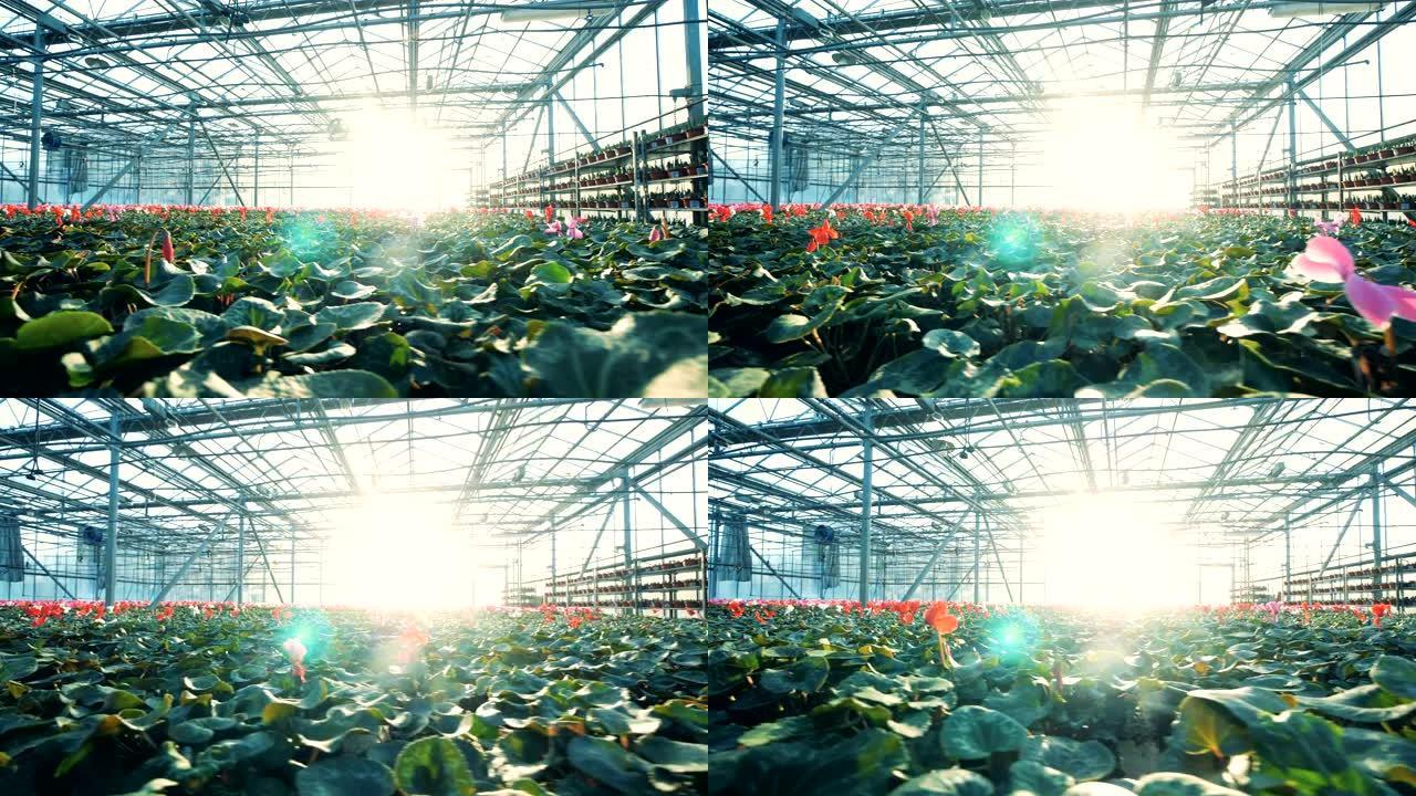 许多仙客来花生长在一个大温室里。