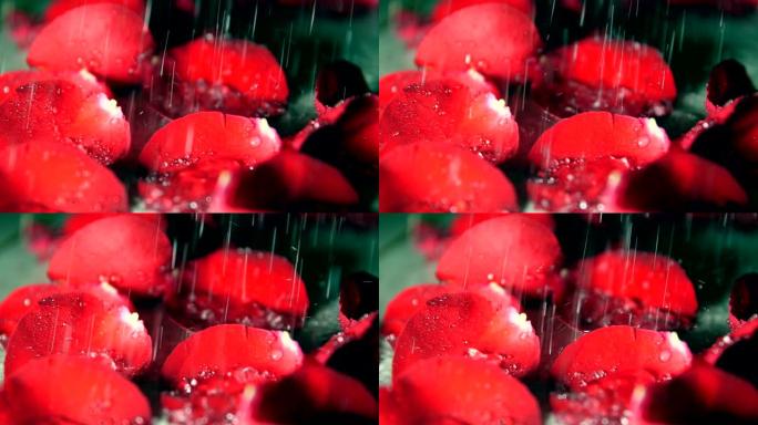 雨滴落在玫瑰上下雨