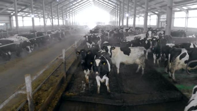 一个装满奶牛的牛棚，特写。