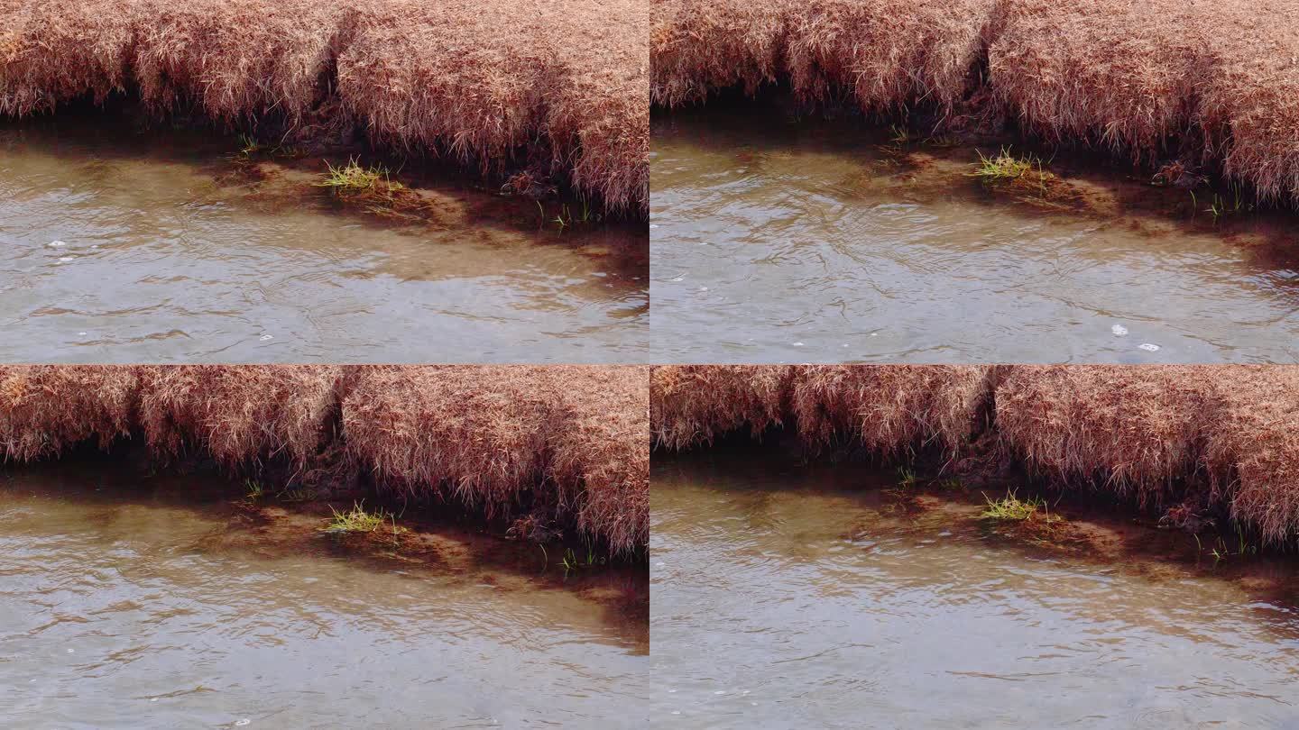 冬季 草原 河流 水流 清澈的