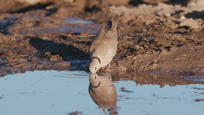 一只环颈鸽子在一个水坑边饮水的慢动作，埃托沙国家公园，纳米比亚