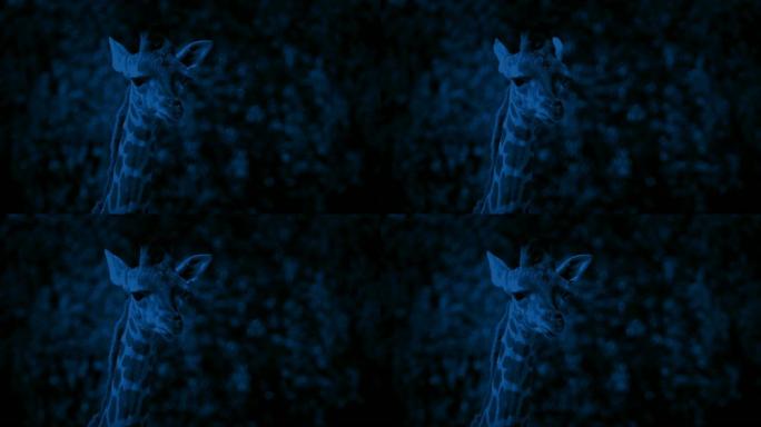 晚上的小长颈鹿