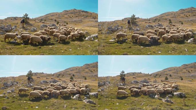 WS牧羊人和山中的羊群