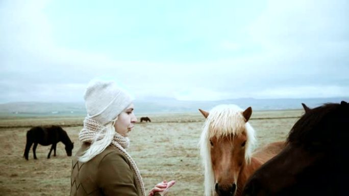 旅行的金发女人在农场散步，抚摸着美丽的冰岛马在田野上放牧。