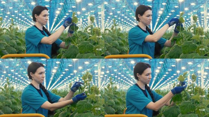 绿色女性员工正在绑扎黄瓜