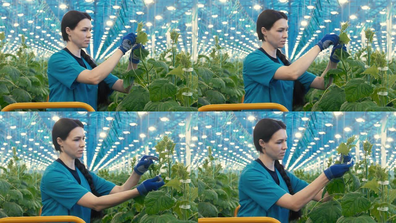 绿色女性员工正在绑扎黄瓜