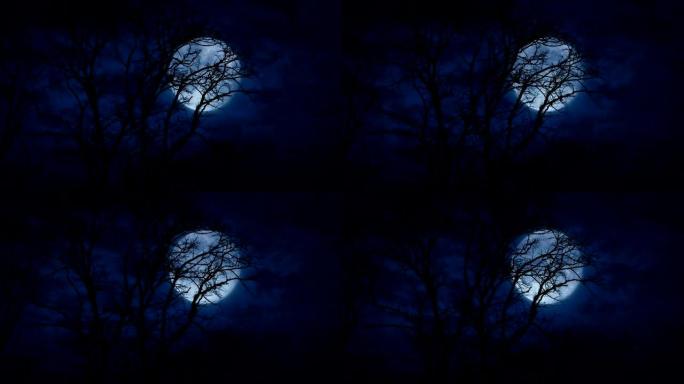 深夜裸露的树木后面的巨大满月