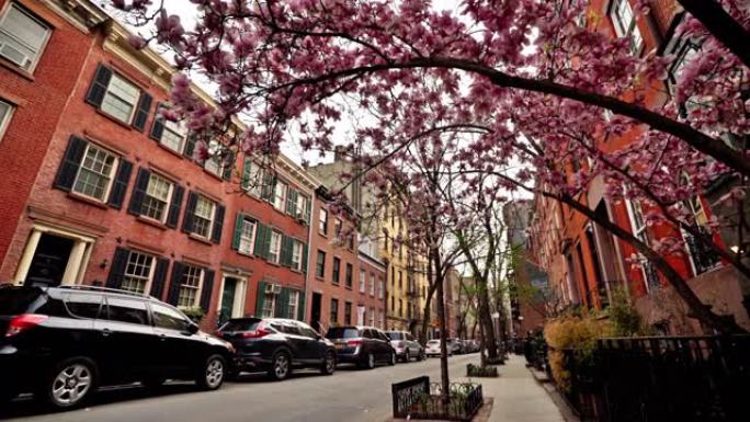 汽车停在街上的房屋和樱花在居民区，纽约，美国