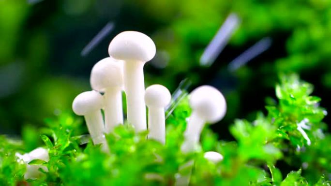 雨滴蘑菇细菌微生物水汽湿润湿漉漉