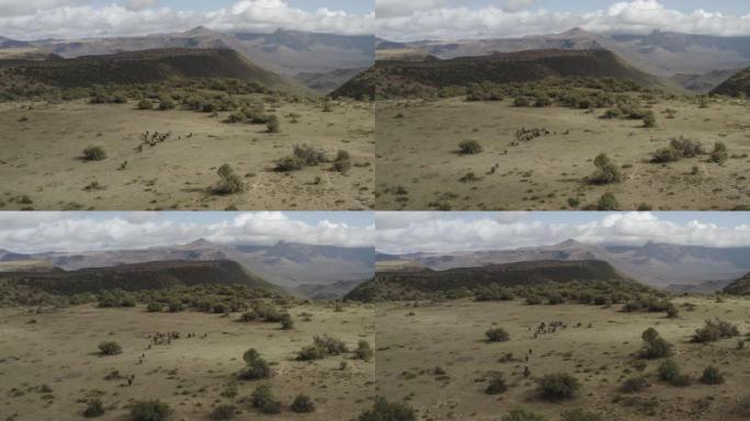 非洲风景秀丽的山区风景中一群布法罗角的4k鸟瞰图