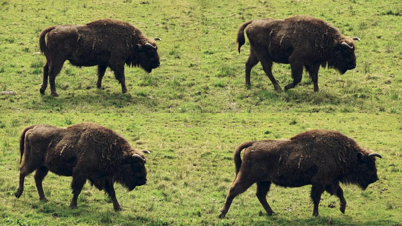 野牛野牛特写草地上的野牛外国野牛