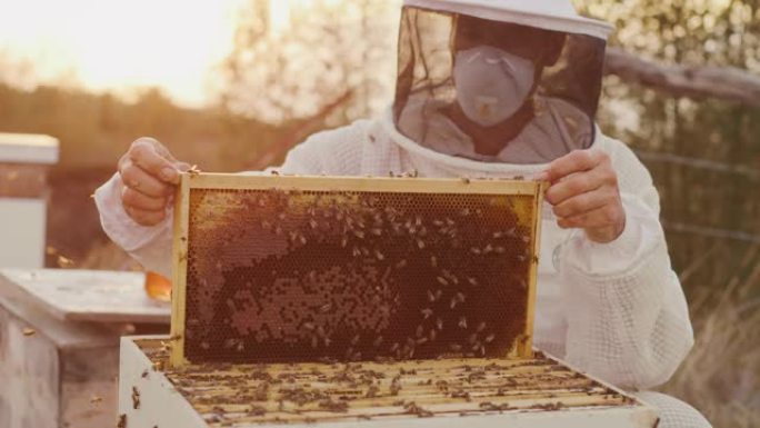 日落时收获蜂蜜养蜂人展示蜂蜡蜂蜜