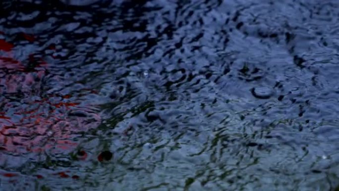 鲤鱼池塘上的雨抽象背景