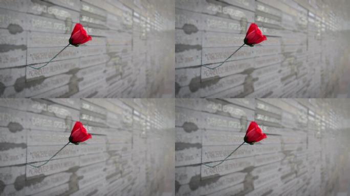 布宜诺斯艾利斯纪念公园里的红玫瑰。