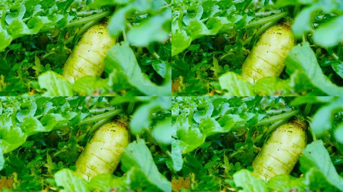 田野里的白萝卜有机种植