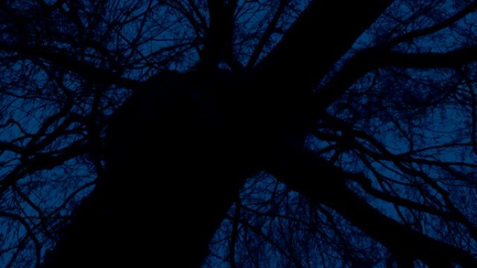 晚上扭曲的老树移动镜头