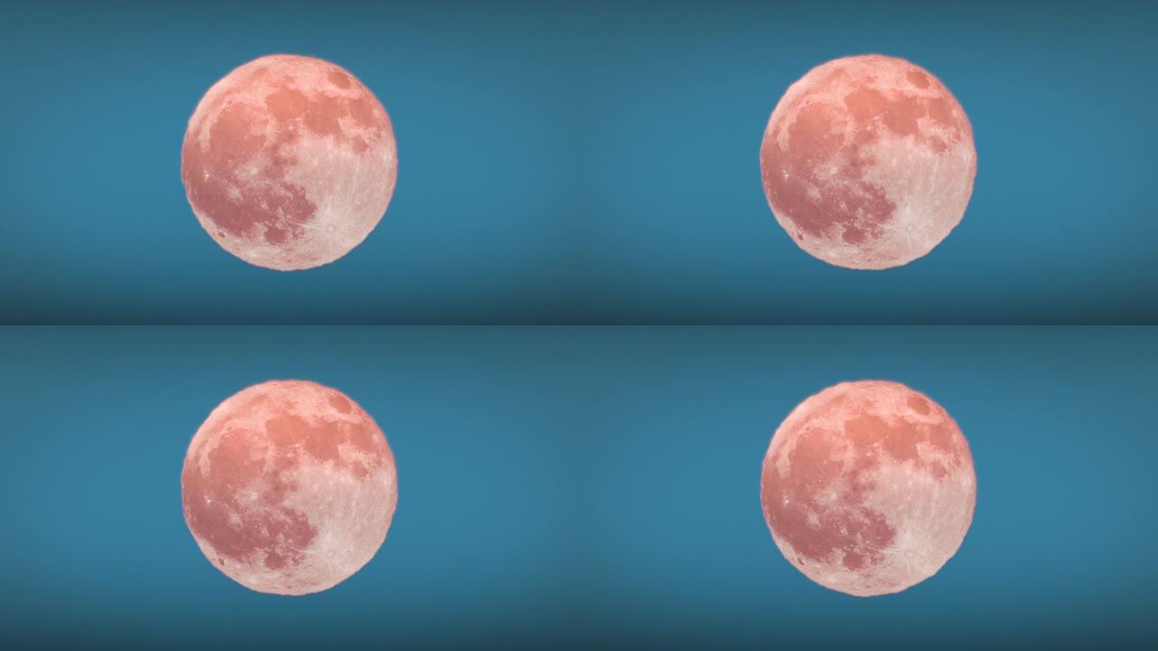 美丽的巨大月亮在早上 (晚上) 橙色的特写动画无缝。大低月在地平线上方温暖的扭曲中发光。