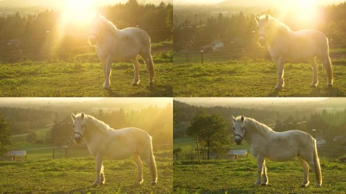 太阳耀斑: 年轻的白马站在牧场上看着相机