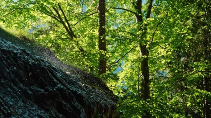 MS慢动作瀑布飞沫落在田园诗般的森林中的树木和岩层上