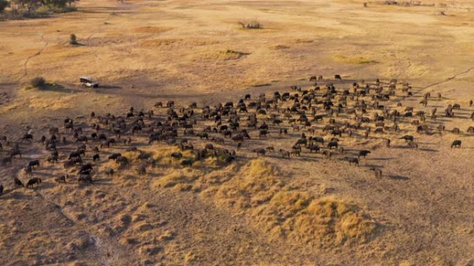 乘坐4x4越野野生动物园车辆的游客的空中平移视图，观看博茨瓦纳奥卡万戈三角洲的一大群布法罗角放牧