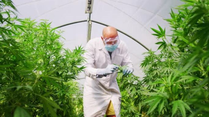 戴着口罩，眼镜和手套的科学家的慢动作正在检查温室中的大麻植物，用于草药替代药物和cbd石油生产