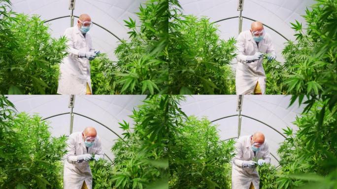 戴着口罩，眼镜和手套的科学家的慢动作正在检查温室中的大麻植物，用于草药替代药物和cbd石油生产