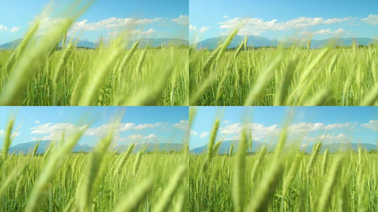 特写: 风景如画的绿色麦田在微妙的微风中移动