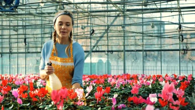 女人在温室、花卉工业中水域cyclamens植物。花卉苗圃温室。