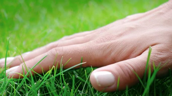 女性手轻轻触摸新鲜的绿草的宏观特写。