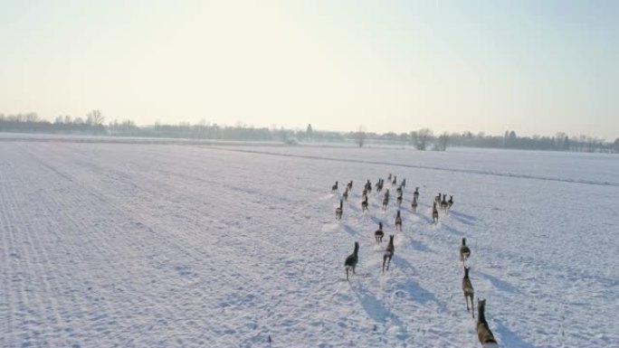 WS ro鹿在积雪覆盖的乡村田野中奔跑