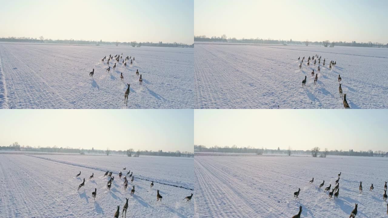 WS ro鹿在积雪覆盖的乡村田野中奔跑