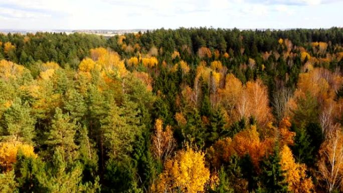 美丽的空中风景，在白俄罗斯未触及的国家公园保护区森林景观中郁郁葱葱的绿色和黄色树顶