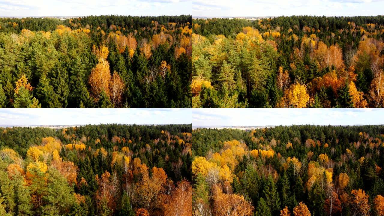 美丽的空中风景，在白俄罗斯未触及的国家公园保护区森林景观中郁郁葱葱的绿色和黄色树顶