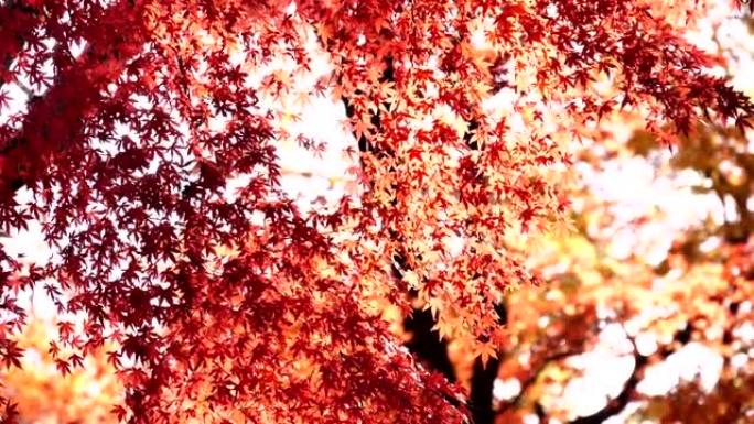 日本秋叶染红秋天到了枫叶黄叶枯叶叶子黄落