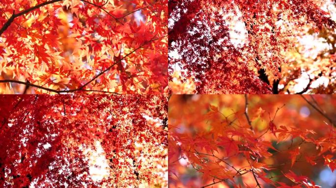 日本秋叶染红秋天到了枫叶黄叶枯叶叶子黄落