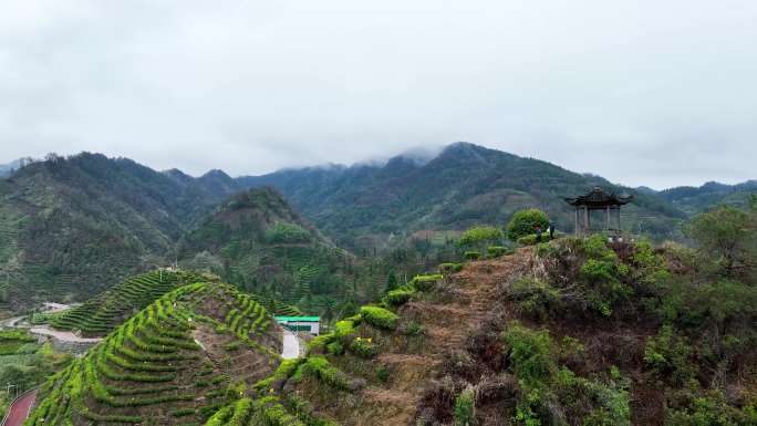 4K航拍保靖黄金村黄金茶园茶旅茶园合集2