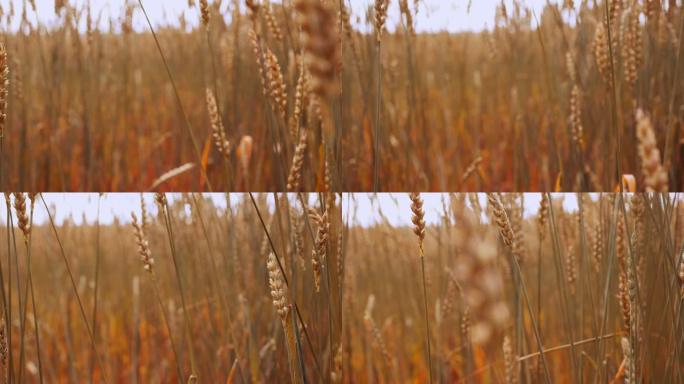 小麦黄金秸秆在风中摇摆，缓慢的Mo